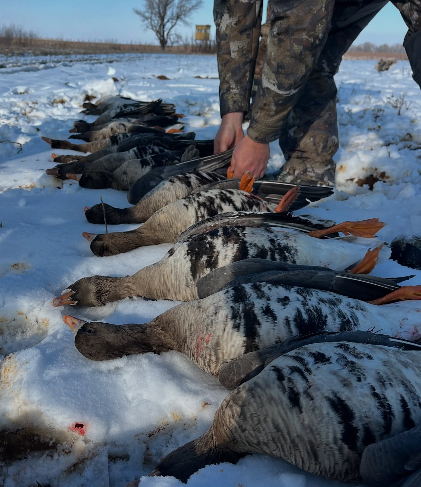 RAFFLE TICKET- Goose Hunt with Eaglehead Outdoors